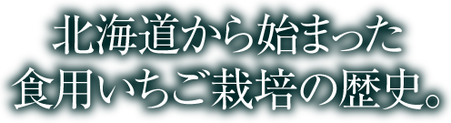 北海道から始まった、食用いちご栽培の歴史。